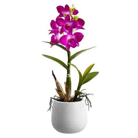 Dendrobium Orchid Plant in Ceramic Pot Orchid, 15"