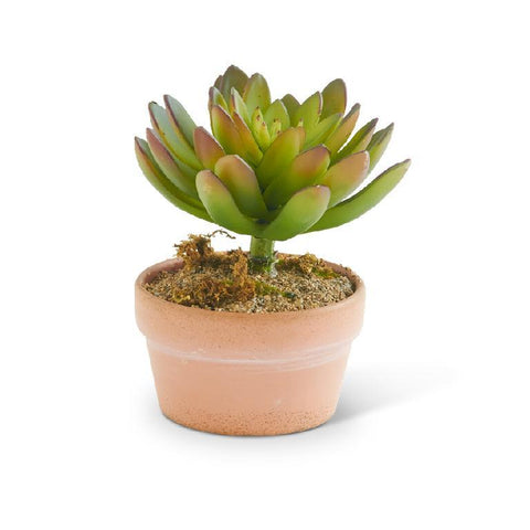 5.5" Green Succulent in Clay Pot