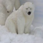 Polar Bear Sitting 155cm.L