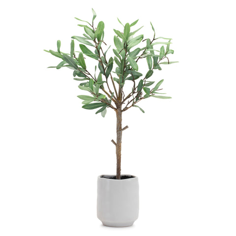 Potted Olive Leaf Topiary, 21.5"H