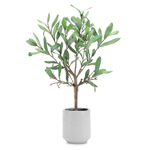 Potted Olive Leaf Topiary, 17.5"H