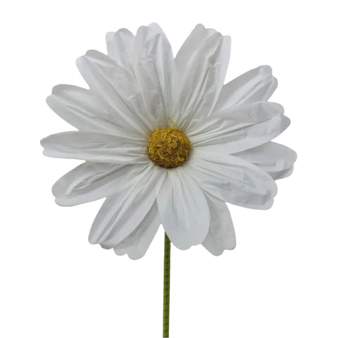 Giant Cosmos Spray, 5' (White)