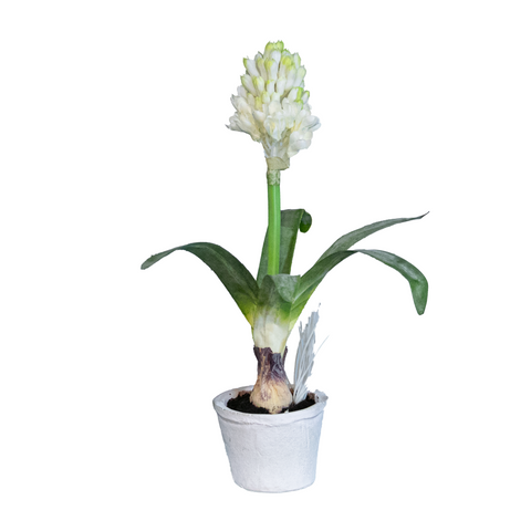 hyacinth plant pot Hyacinth w/ Bulb in Pot, White, 12" – Christmas In America