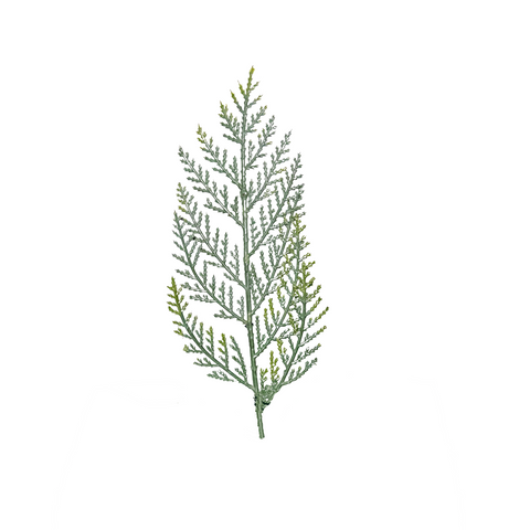 Cedar Branch, Single (PE)