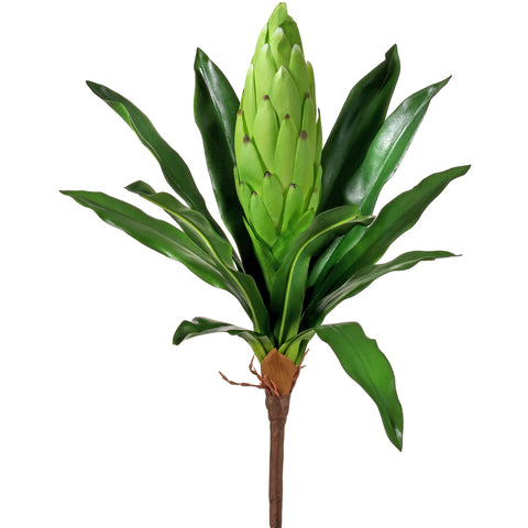 Citrus Bromeliad Plant 16" (sold individually)
