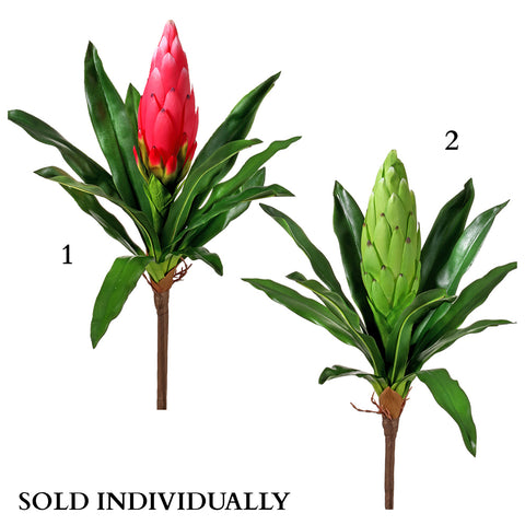 Citrus Bromeliad Plant 16" (sold individually)
