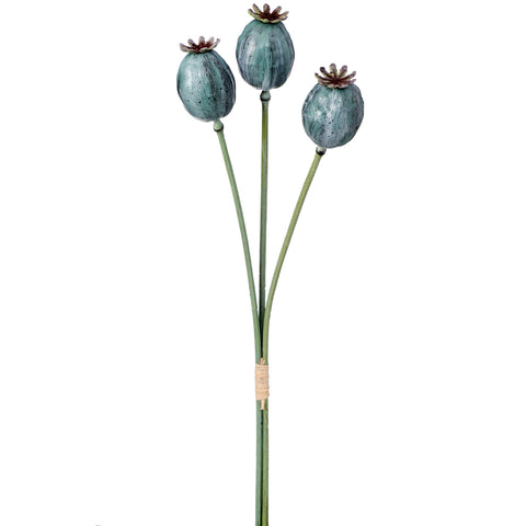 A stunning arrangement features a cluster of three dried poppy seed pods with long green stems and brown-tipped caps, tied together with a small piece of string. The image shows this simple and natural Poppy Pod Spray 20" by Regency on a plain white background.