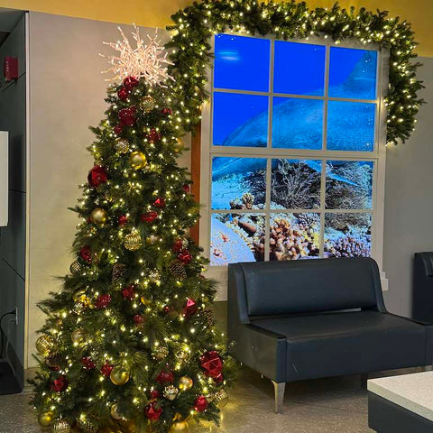 Pre-Owned Lit Garland and Red & Gold Decorated Trees Package